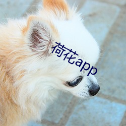 ɻapp