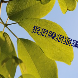 狠狠躁狠狠躁