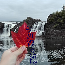 小可爱论坛(壇)登录
