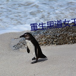 重生黑道女王