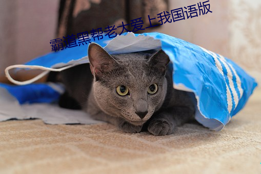 霸道黑帮老大爱上我国语版 ��臭腐神奇）