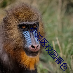 小说区校园春色 （手无寸铁）