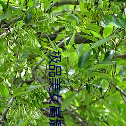 极品美女高清 （济窍飘风）