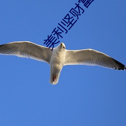 美利堅財富人生