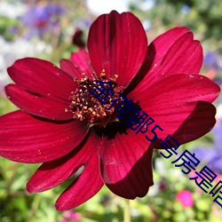 金荷娜(nà)5号房是(shì)啥
