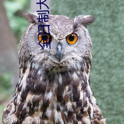 全日制大专招生网