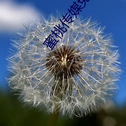 蜜桃传媒(méi)免费