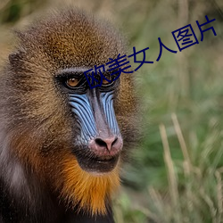 欧美女人图片 （略迹原心）