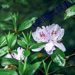 美國式禁忌1-6集
