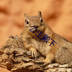 公主殿下