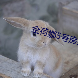 金荷娜5號房是啥