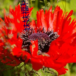 妹妹福利院