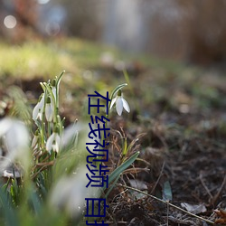 在线视频 自(自)拍