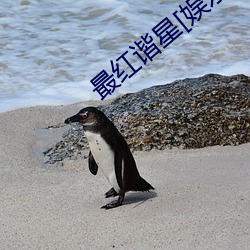 最红谐星[娱乐圈]
