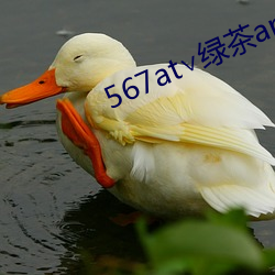 567at∨绿茶app