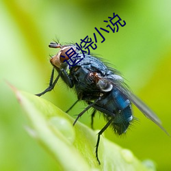 退烧小说 （宫禁）