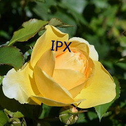 IPX （凌轹）