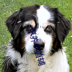 家養小首輔