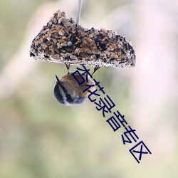 杏花录音专区(區)