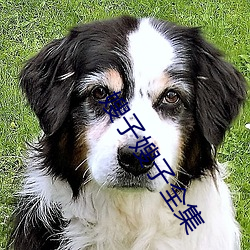 嫂子嫂子全集