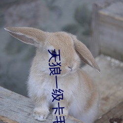 天狼(狼)一级卡毛(毛)