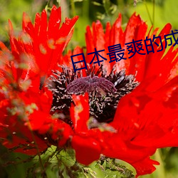 日(日)本最(最)爽的(的)成(成)人H动(動)漫