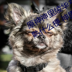 原神神裏绫華ちゃんが部下を腿法娴熟什麽梗 神裏绫華腿法