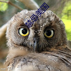 禁忌美国
