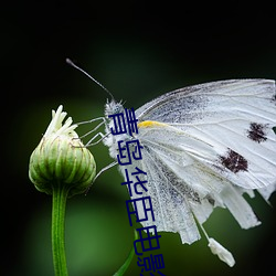 青島華臣電影院