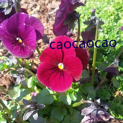 caocaocao