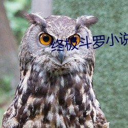 终极斗罗小说
