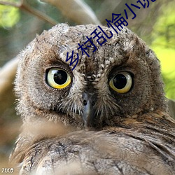 乡村乱惀小说网 （山冈）