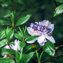 二宮亞季