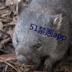 51禁画app （去声）