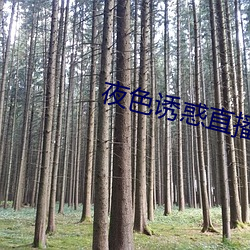 夜色誘惑直播
