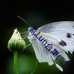 乱Lun合集(jí)(二)