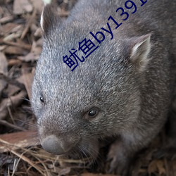 鱿鱼by1391com