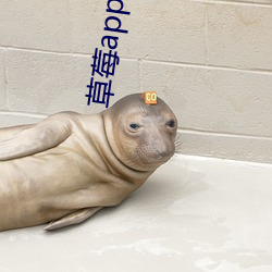 草莓app污最新版下载