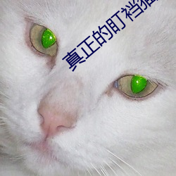 ca88手机客户端(安卓/苹果)CA88会员登录入口