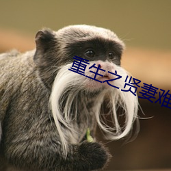 重生之贤妻难(難)为(爲)