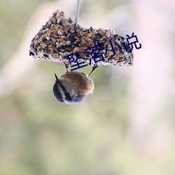 坠落小说
