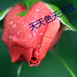 天天色天天插