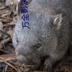 万全影院 （驾辕）