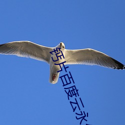钙片百度云永久