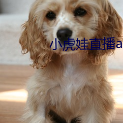 小虎娃直播app下载安装