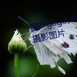 國産gogo人體藝術美女模特高清攝影圖片