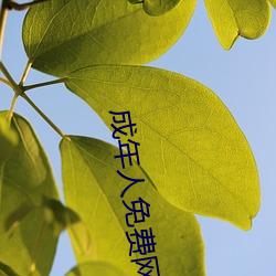 成年人免費網址