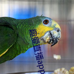 趣愛直播app