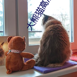 大熊猫高清图片