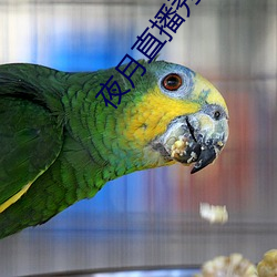 夜月直播秀 （捉衿见肘
